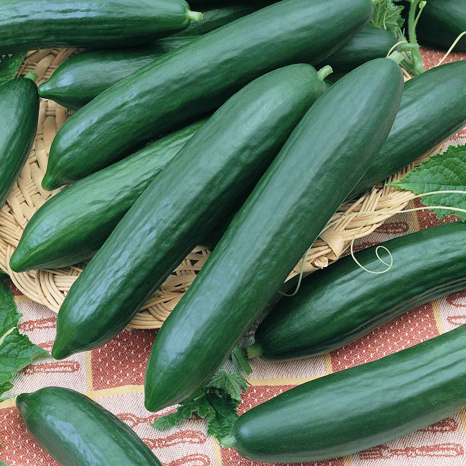 Several Tendergreen Burpless cucumbers with tapered bodies, dark green and smooth skin, on a plaid background.