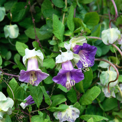 Purple and white cup and saucer vine flowers against a dense green leafy background.