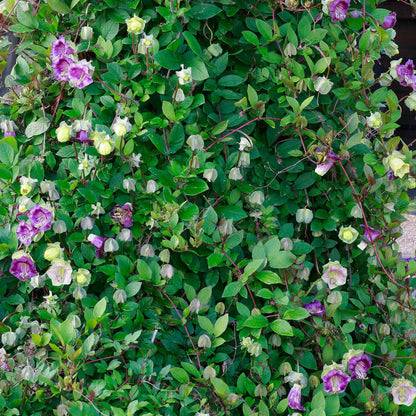 Purple cup and saucer vine flower over a low green ground cover background.