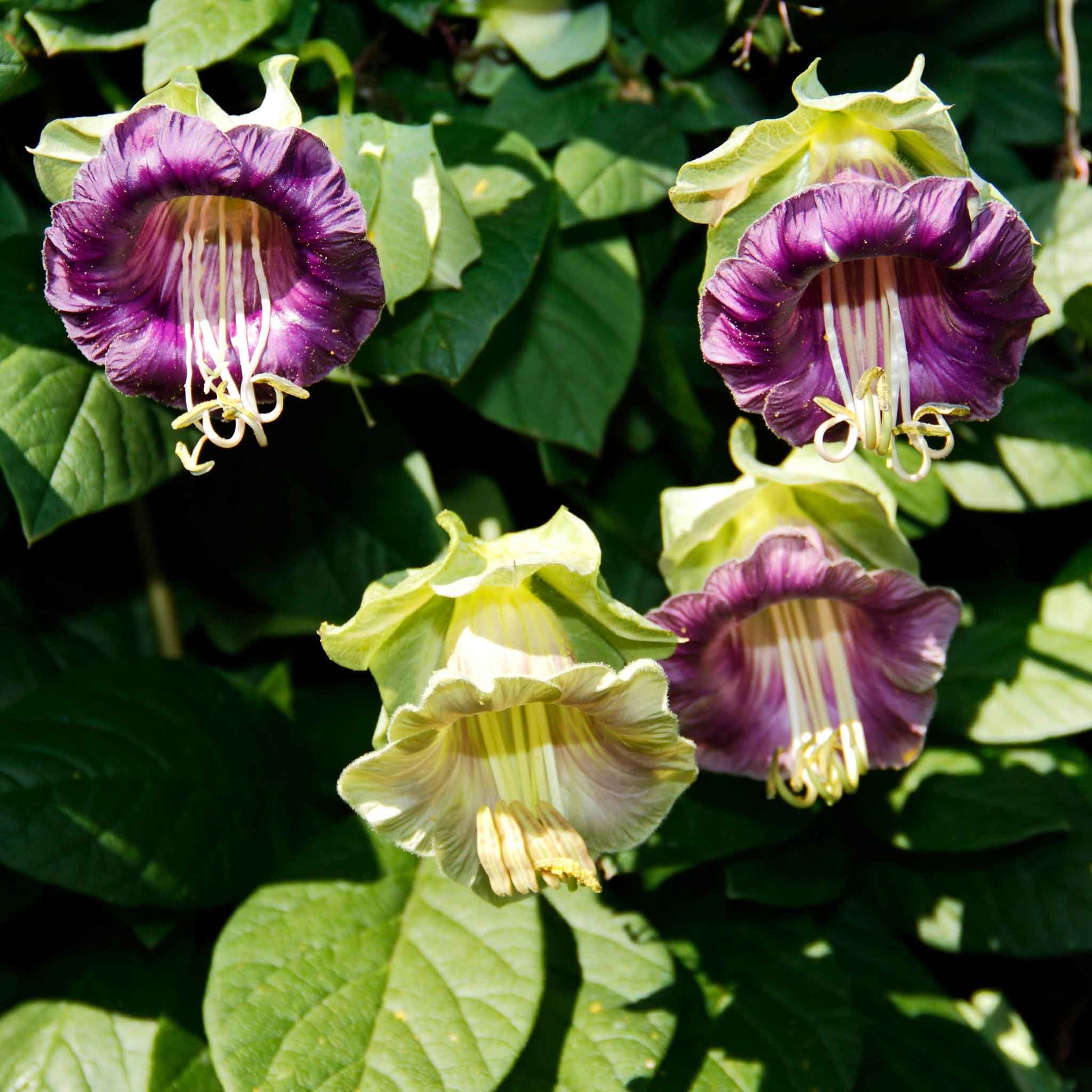 Cream and green cup and saucer vine blooms with dark blurred background.71