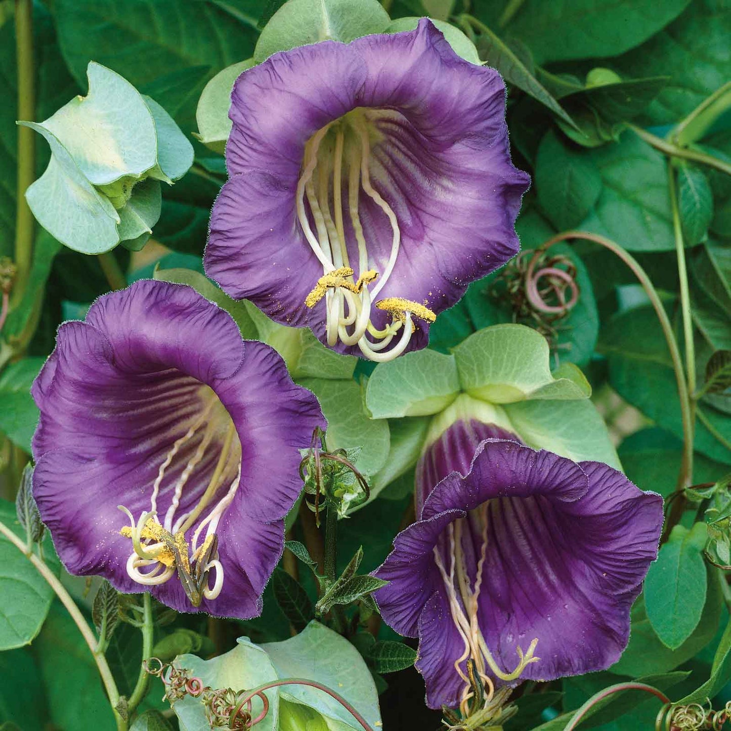 Purple cup and saucer vine blooms with lush green leaves filling the background.