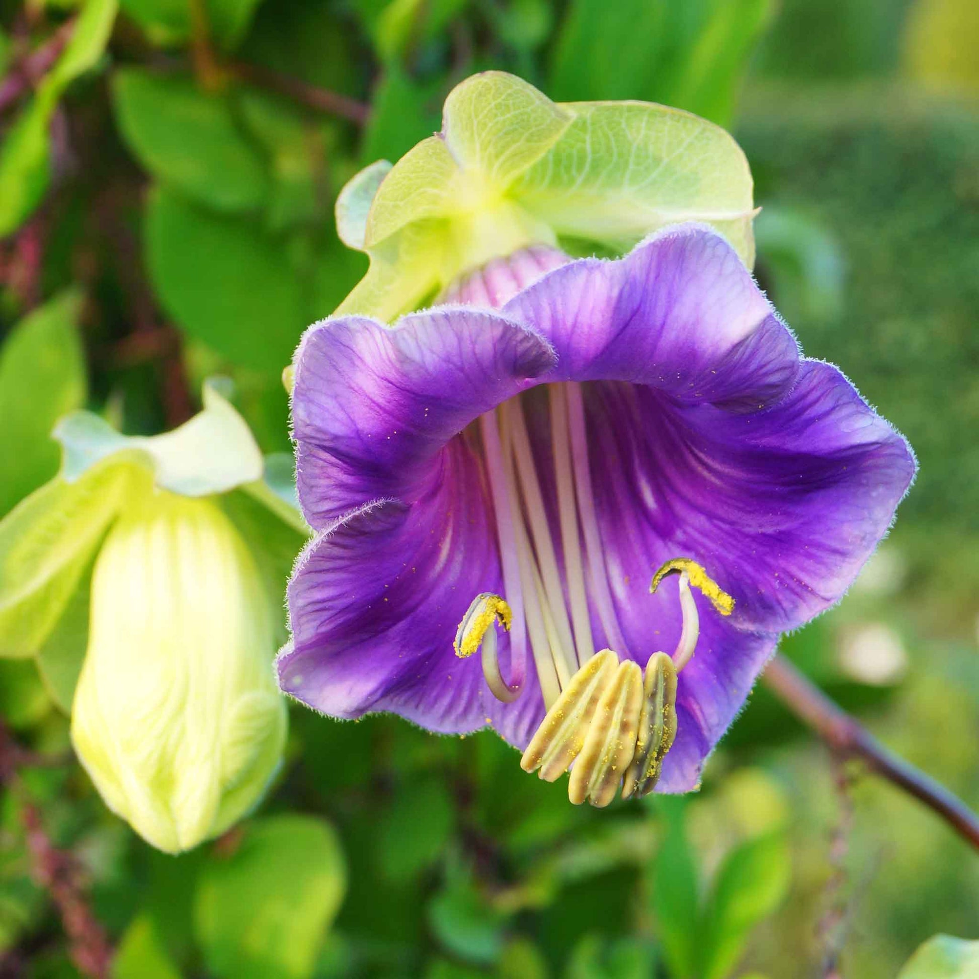 Close-up of a purple cup and saucer vine with yellow-green buds on a blurred background.