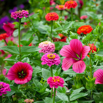 A view of the variety of colors in the Cupid's Flower Seed Mix