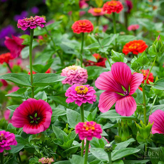 A view of the variety of colors in the Cupid's Flower Seed Mix