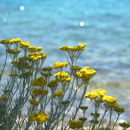 Close-up of small, light-yellow, button-like flowers with delicate green foliage.