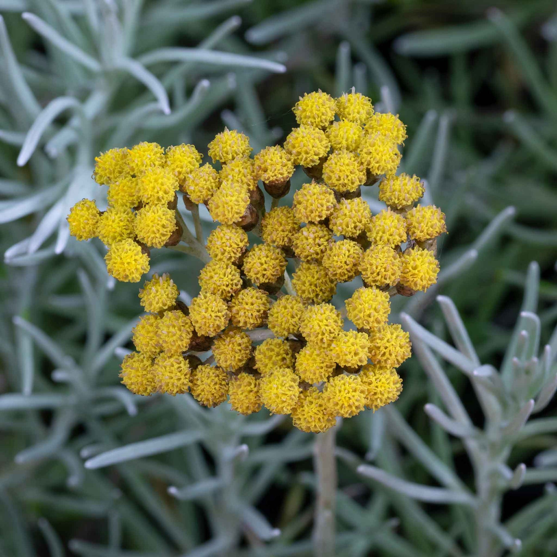 A close-up shot of small, yellow, spherical curry plant flowers above grey foliage.