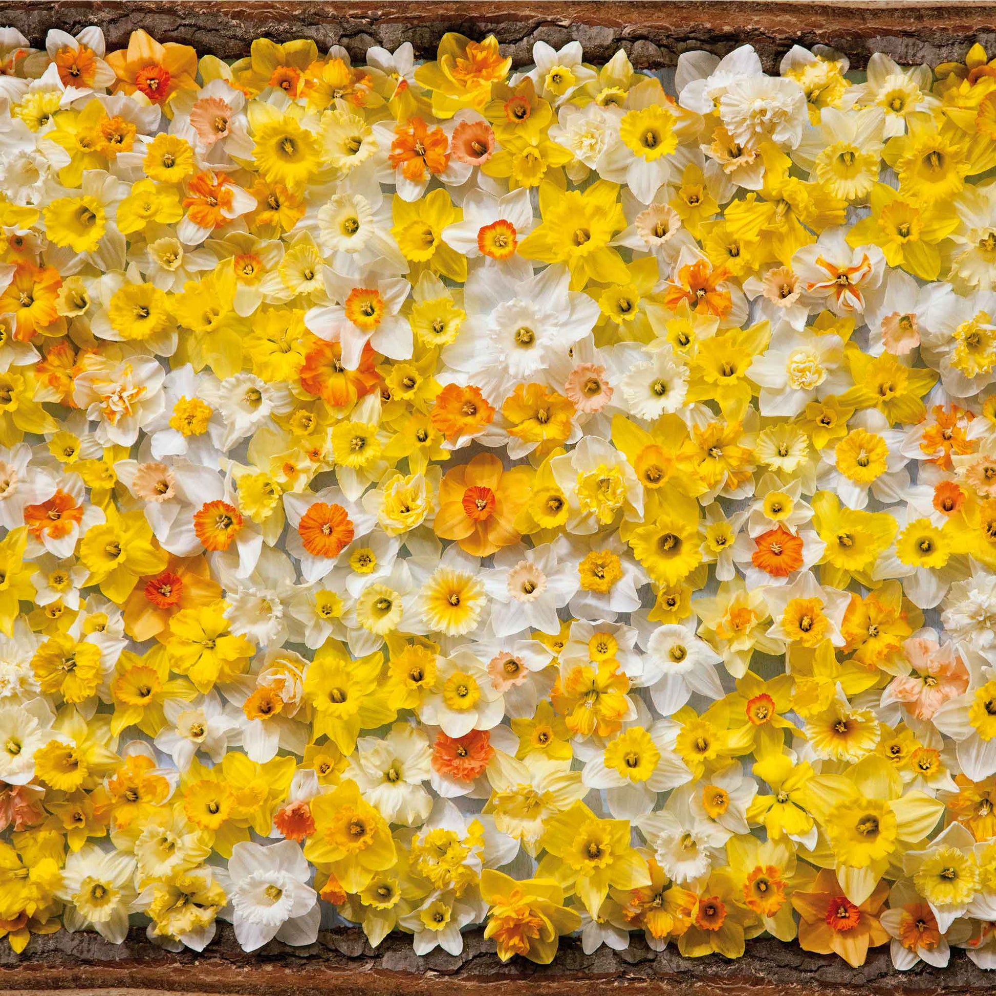 A wall of All Star Mix Daffodils with orange, yellow, and white blooms.