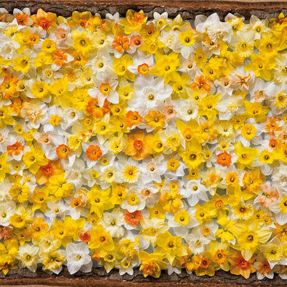 A wall of All Star Mix Daffodils with orange, yellow, and white blooms.