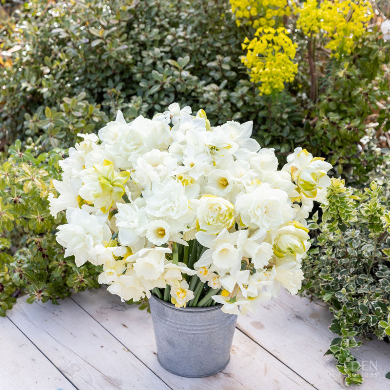 A bouquet of All White Mix daffodil flowers in a garden setting.