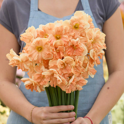 Person holding a bouquet of apricot whirl daffodil flowers with a blurred background
