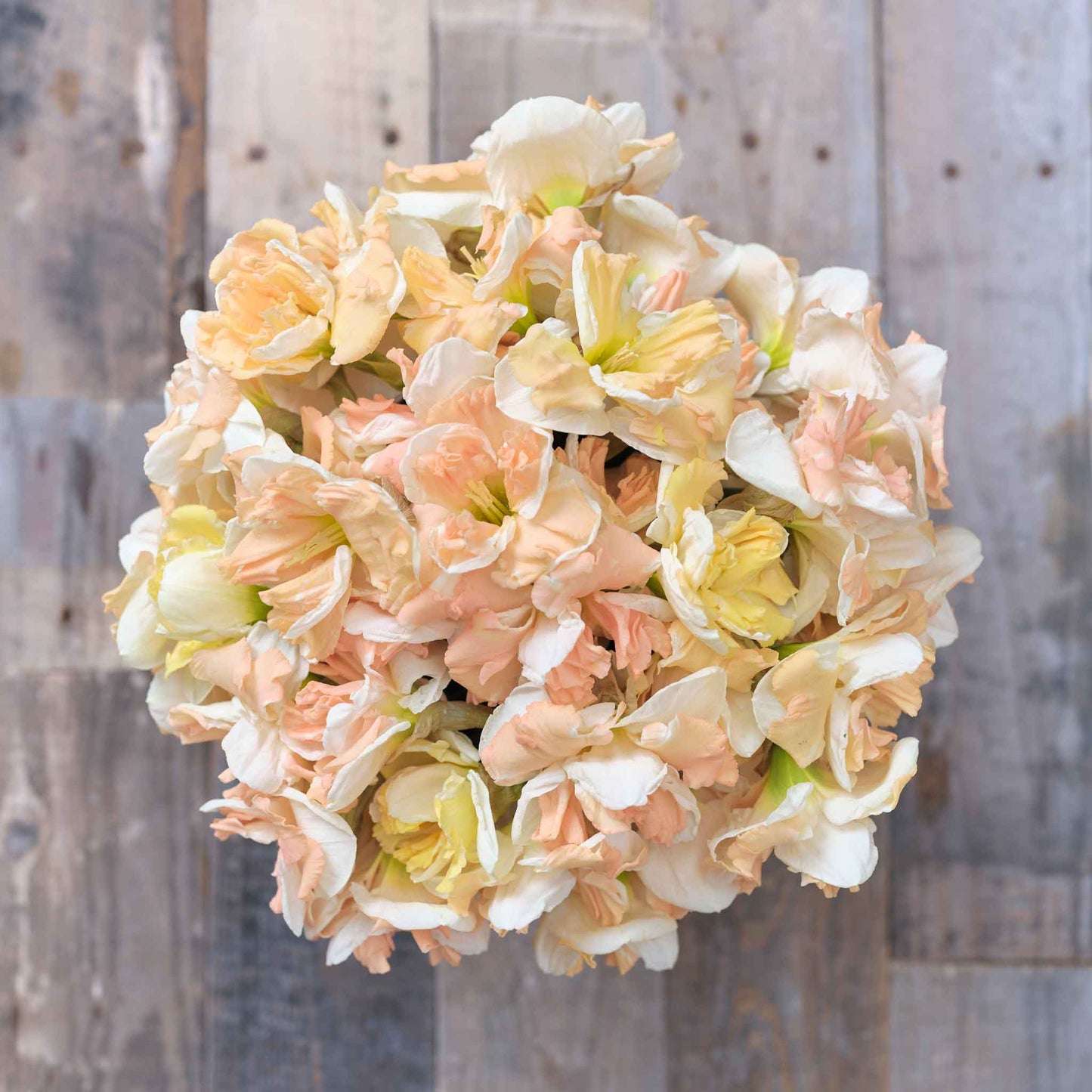 Overhead view of a bouquet of Apricot Whirl daffodil blooms on a wooded surface.
