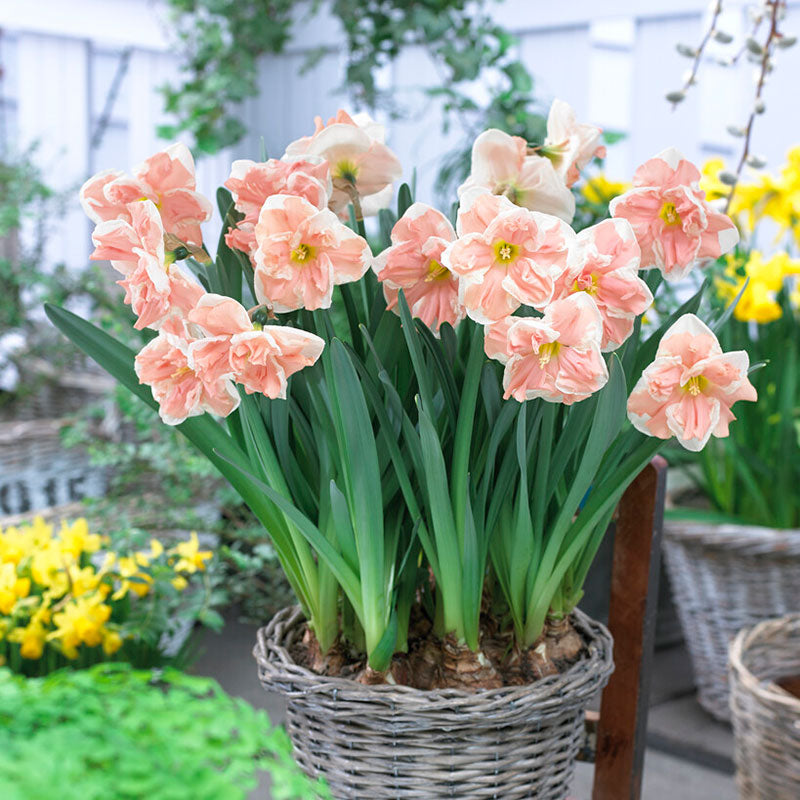 An apricot whirl butterfly daffodil with a ruffled trumpet and delicate petals.