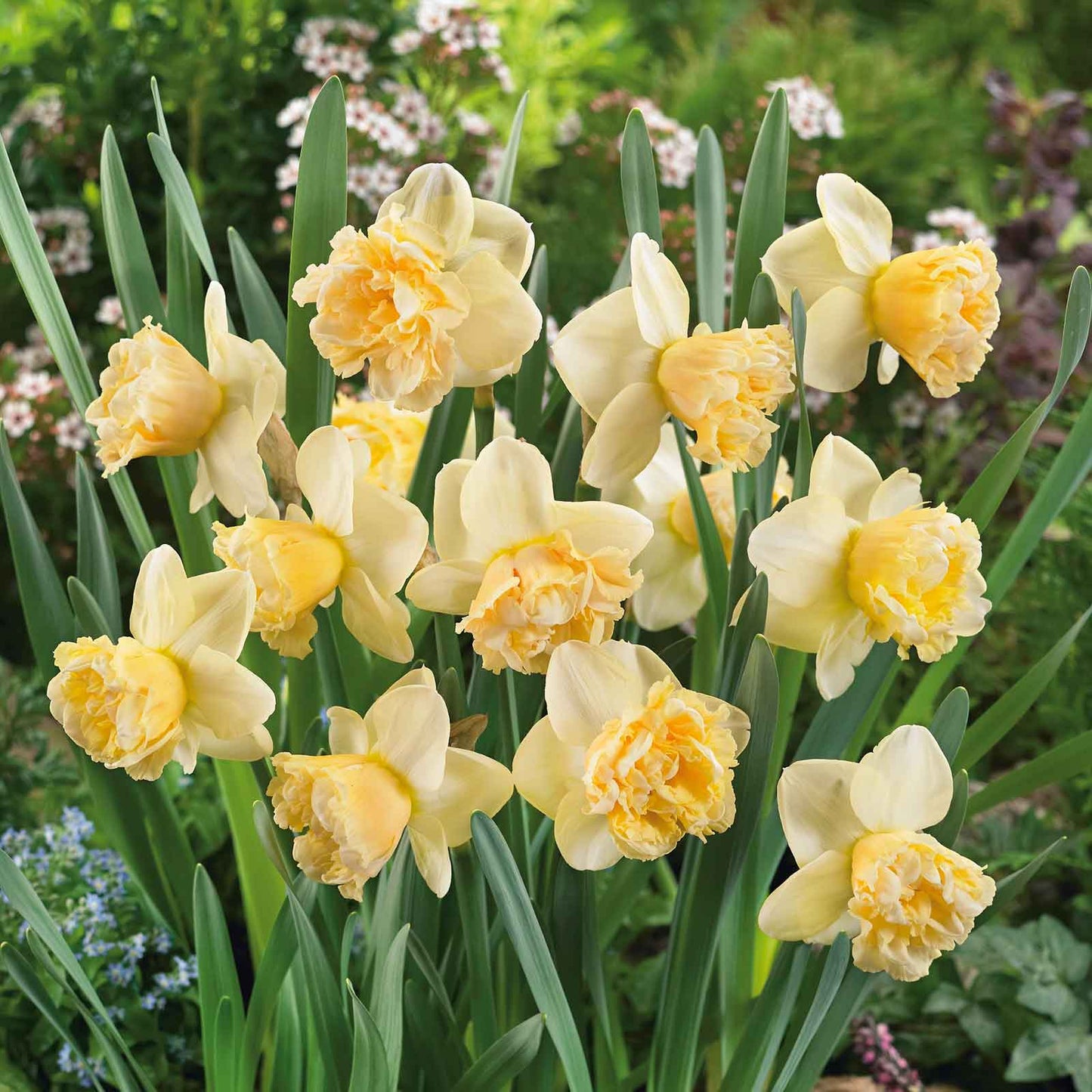 Vibrant Art Design daffodils with a ruffled trumpet stands against a blurry green background.