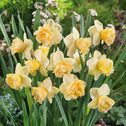 Vibrant Art Design daffodils with a ruffled trumpet stands against a blurry green background.