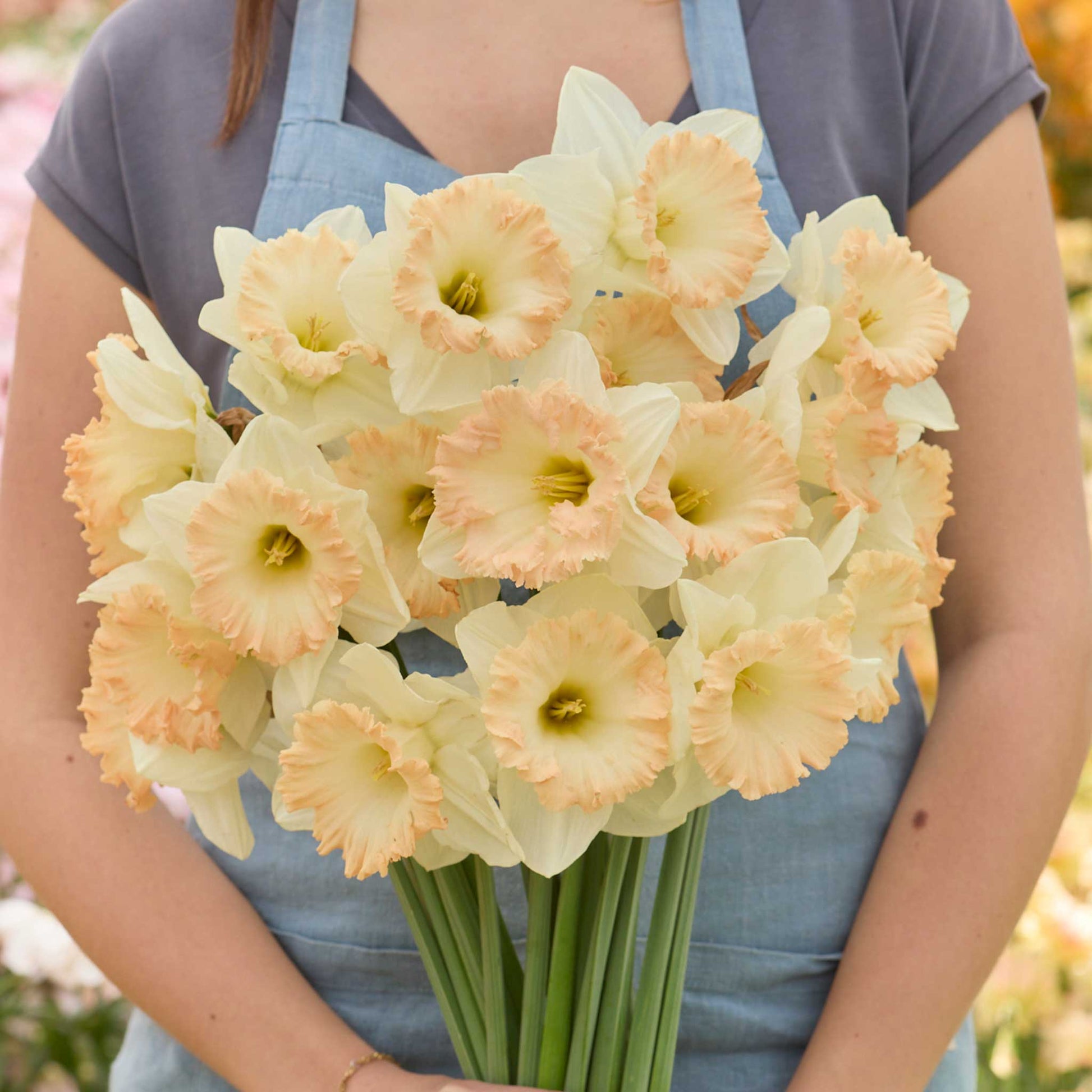 Person holding a bouquet of peach british gamble daffodils
