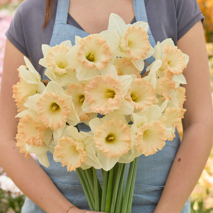 Person holding a bouquet of peach british gamble daffodils