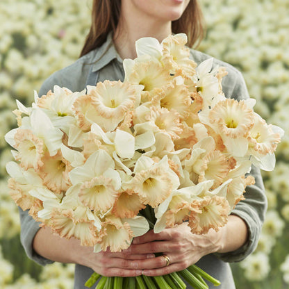A bouquet of British Gamble daffodils being held by a person in a garden setting.