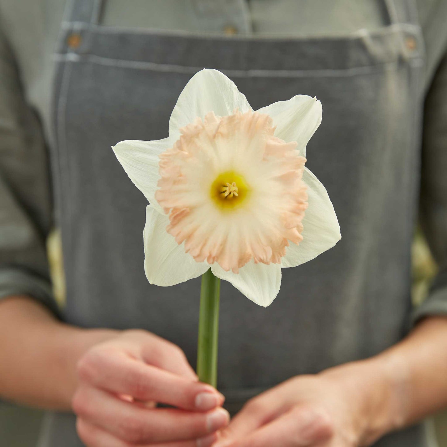 A close-up view of a single British Gamble Daffodil flower with yellow petals and orange cups.