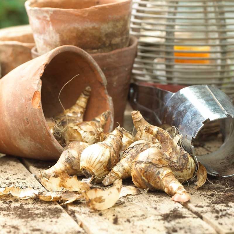 Daffodil bulbs spilling out of a clay pot onto a wooden surface.