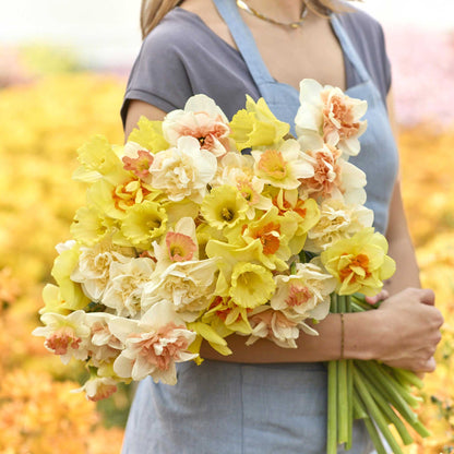 Person holding a bouquet of yellow and white citrus sorbet daffodil flowers with a blurred background