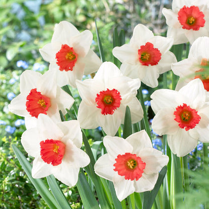 Several Decoy daffodils with a ruffled yellow-orange trumpet stands against a soft, blurred green background.