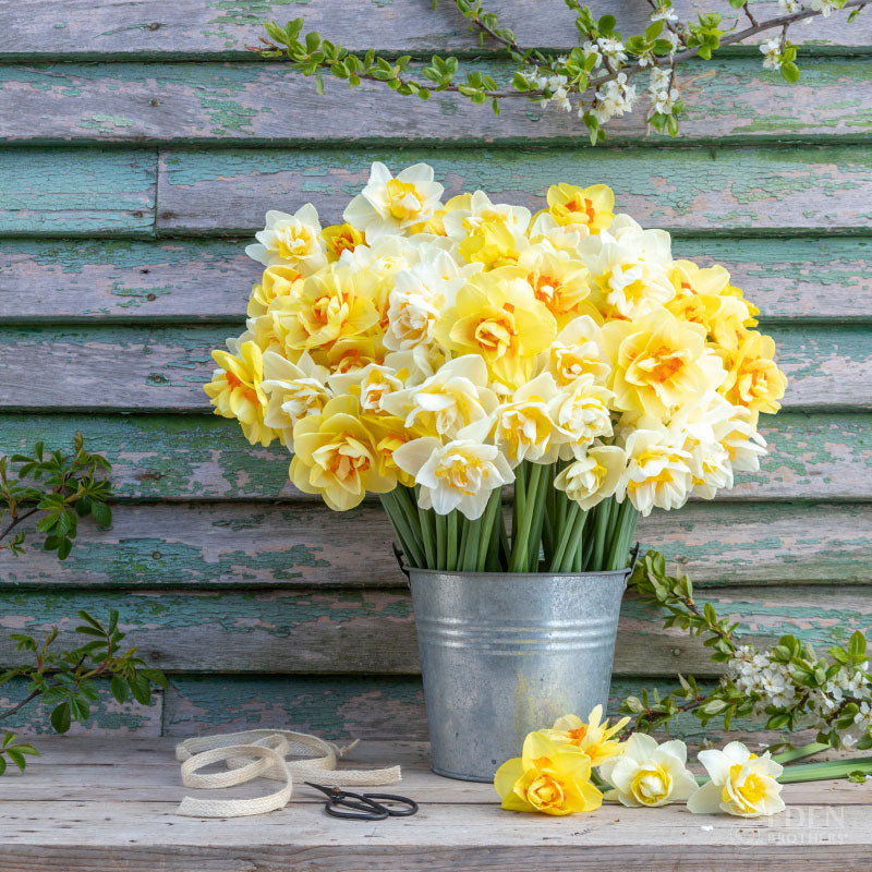 A bouquet of Double Mixed daffodils in a metal bucket showing it's double petal blooms.