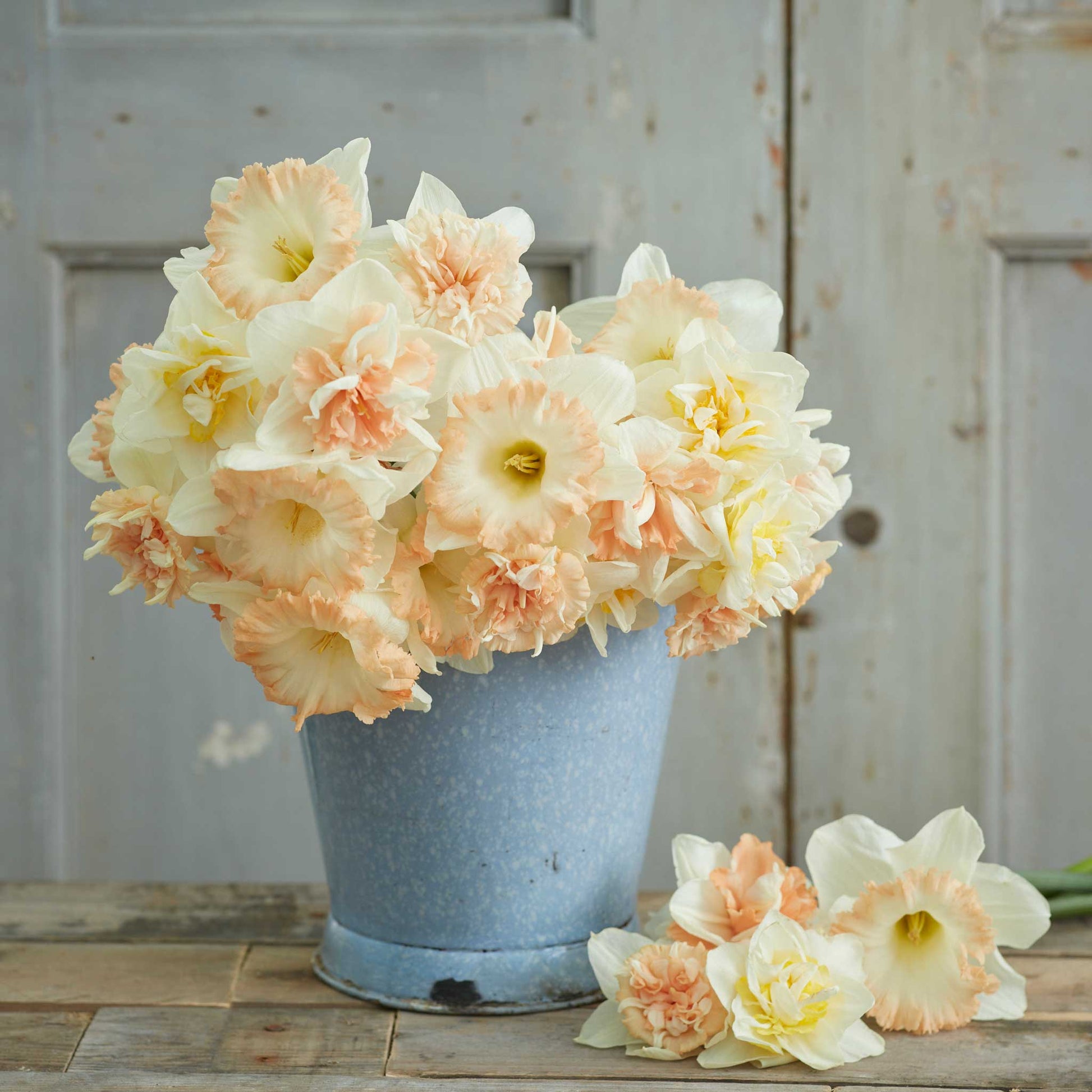 A bouquet of Evelyn's Mix daffodils in a metal bucket showing it's vibrant colors.