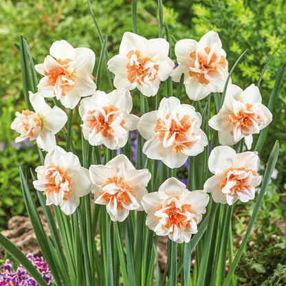 Vibrant Extravaganza daffodils with a ruffled trumpet stands against a blurry green background.
