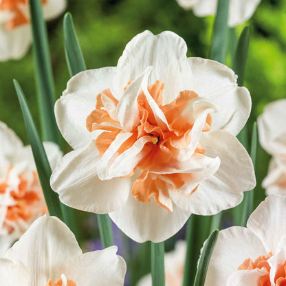 A close-up of an Extravaganza daffodil with a deep orange trumpet, set against a blurred green background.