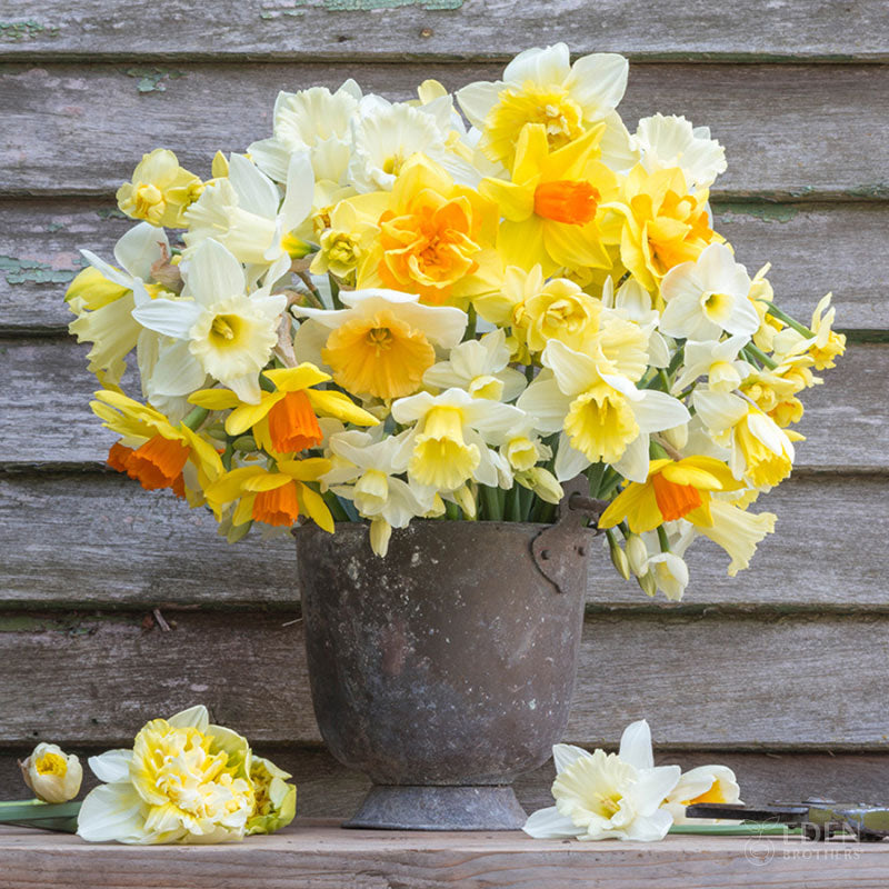 A bouquet of Farmhouse Mix daffodils in a metal bucket showing it's vibrant colors.