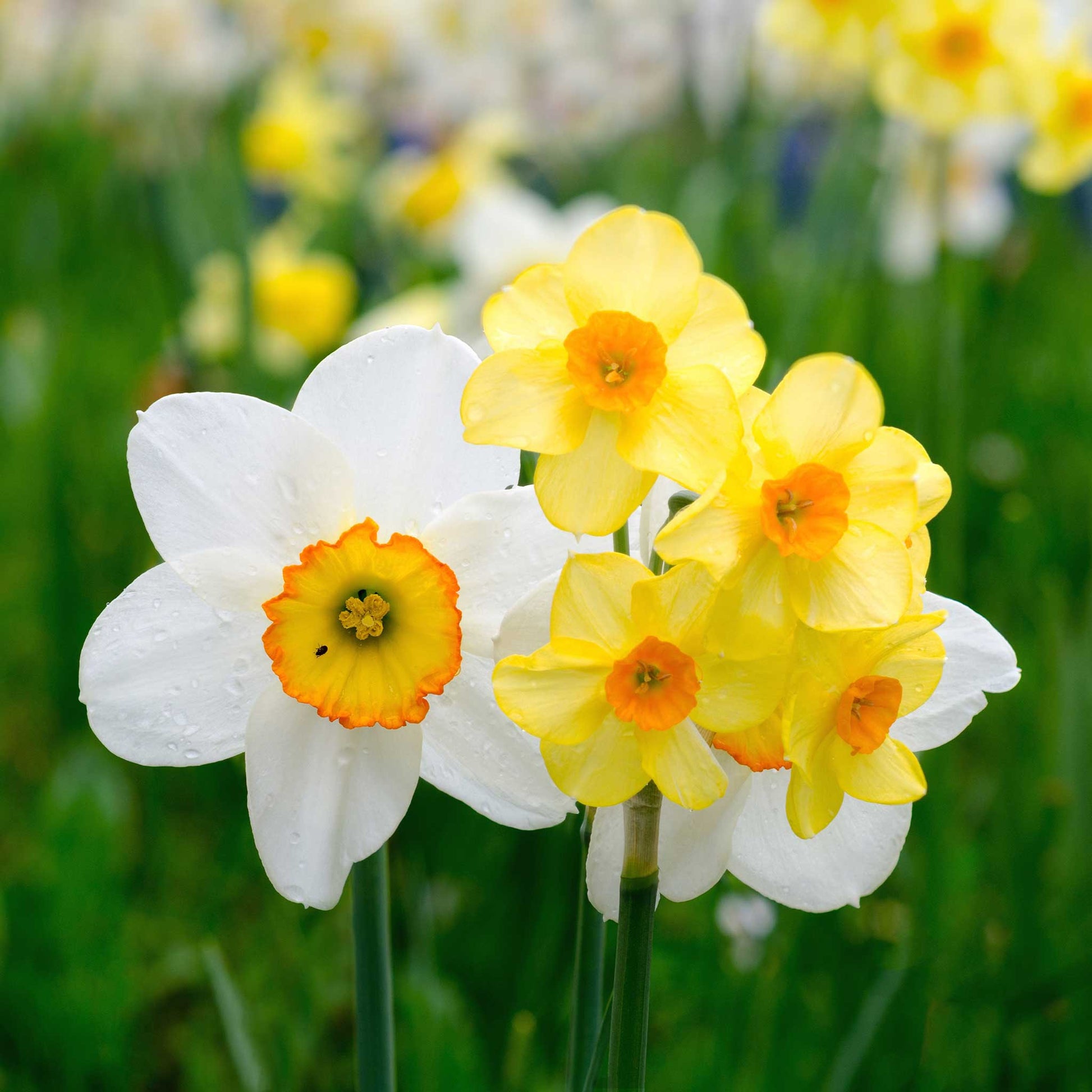 Close up of Flower Record daffodils with an orange cups, standing tall against a blurred green background.