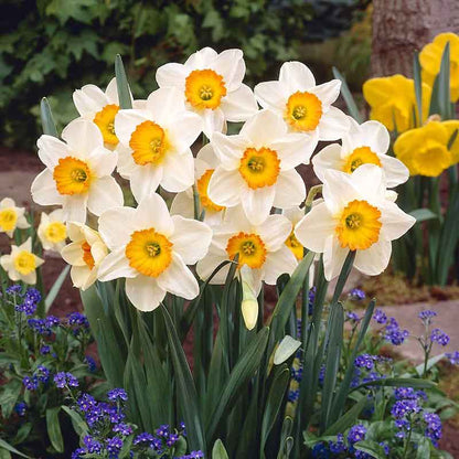 A close-up shot of Flower Record daffodils with an orange cups, standing tall against a blurred green background.