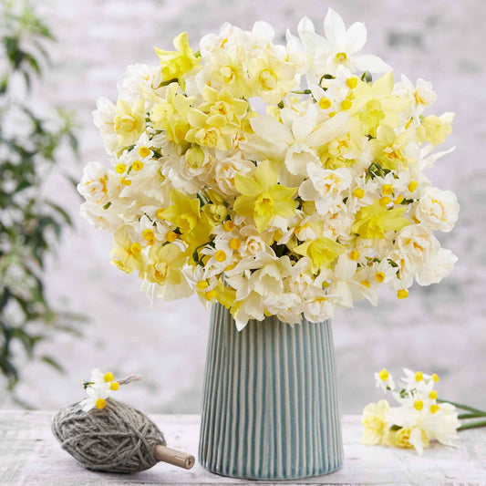 A Fragrant mix of yellow, orange, and white daffodil blooms with bright orange centers.