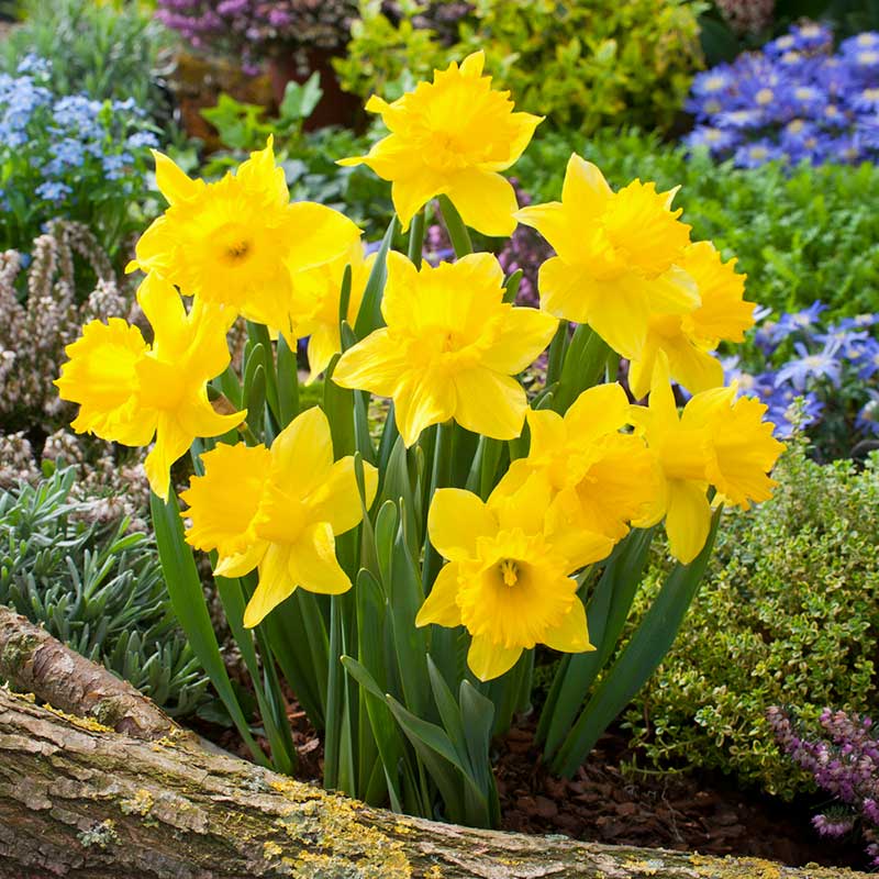 Several yellow Jumbo Dutch Master daffodil flowers growing in a natural setting. | copyright: Floramedia UK Ltd