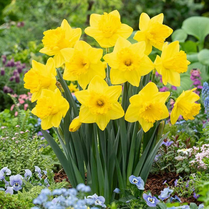 A close-up shot of yellow Dutch Master daffodils, with several blooms and green stems filling the frame. | copyright: Floramedia UK Ltd