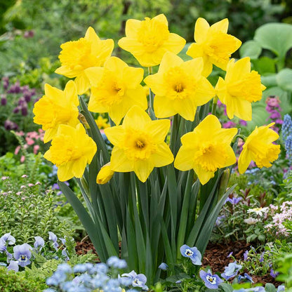 A close-up shot of yellow Dutch Master daffodils, with several blooms and green stems filling the frame. | copyright: Floramedia UK Ltd