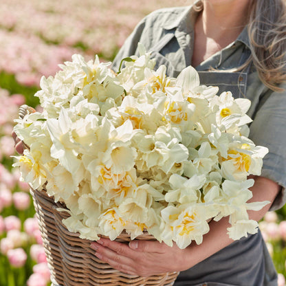 A person holding a basket bouquet of Lemondrop Mix daffodil flowers in a garden setting.