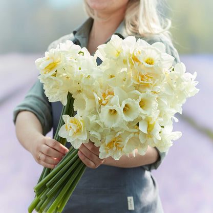 A person holding a bouquet of Lemondrop Mix daffodil flowers in a garden setting.