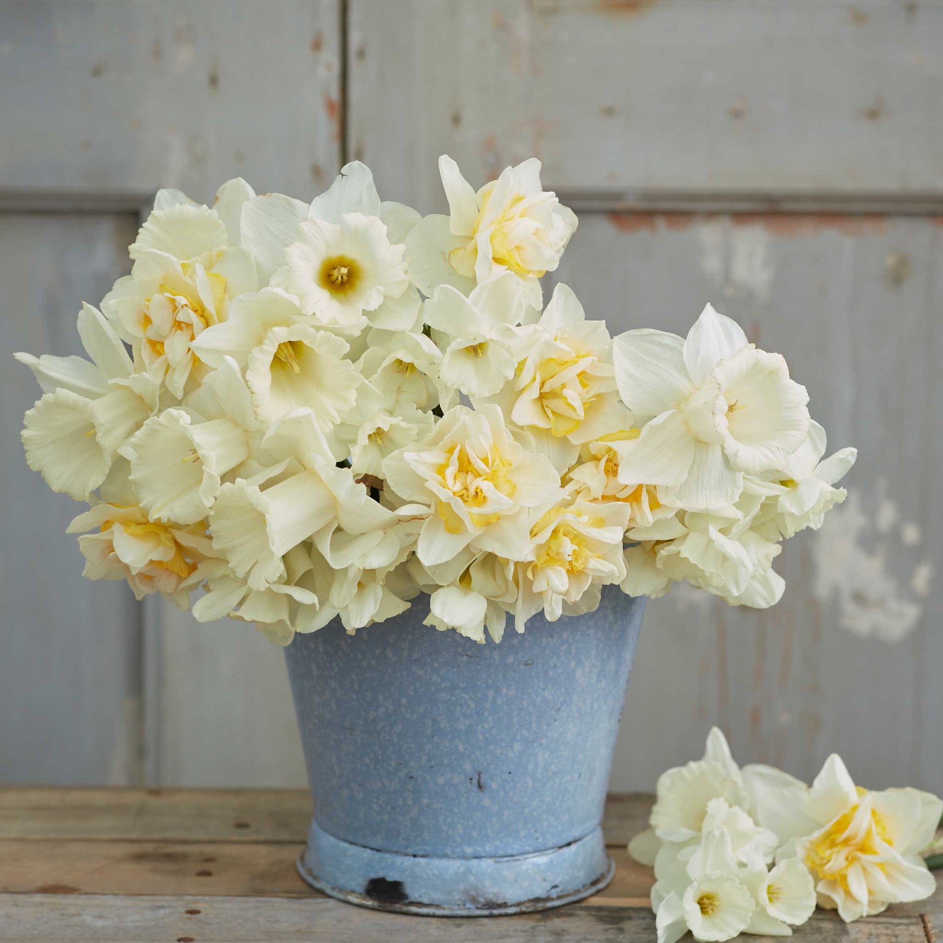A bouquet of Lemondrop Mix daffodils in a metal bucket showing it's vibrant colors.