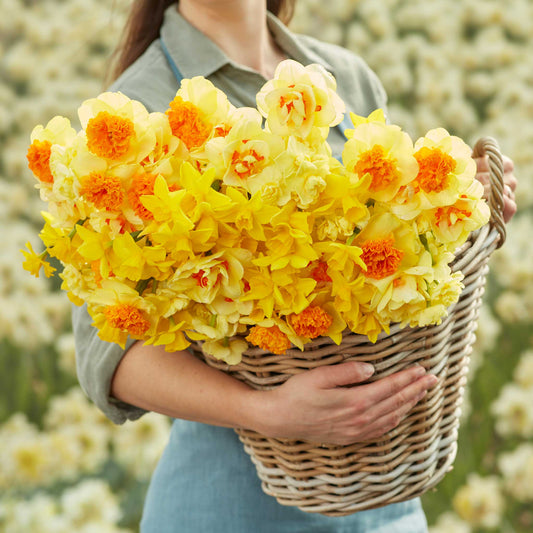 A person holding a basket bouquet of Mimosa Mix daffodil flowers in a garden setting.