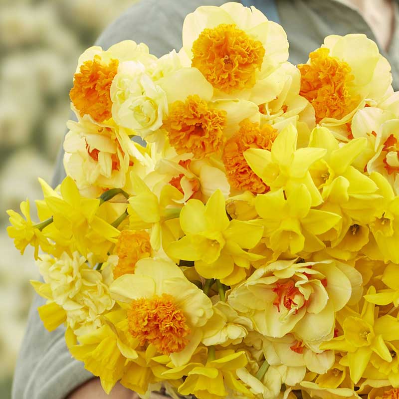 A close up of a person holding a bouquet of Mimosa Mix daffodil flowers in a garden setting.