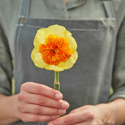A close-up of a Modern Art daffodil with a ruffled trumpet and white petals, set against a blurred background.