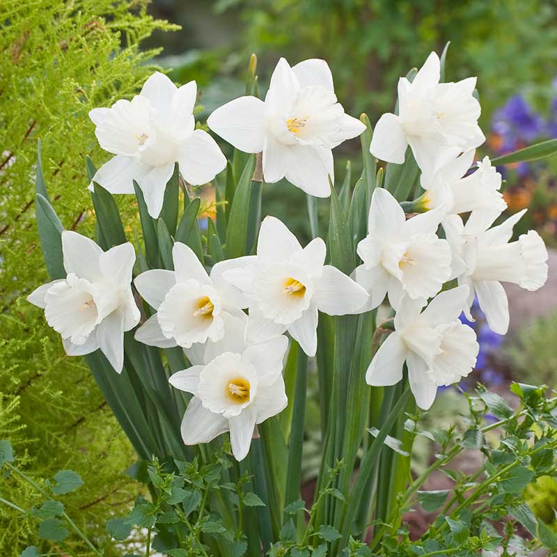 A close-up of mount hood daffodils with a white trumpet, showcasing its delicate petals and vibrant color. | copyright: Floramedia UK Ltd