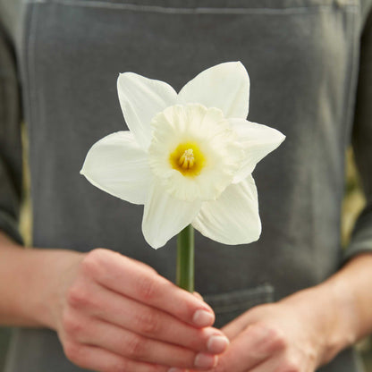 A close-up of a white Mount Hood daffodil with a yellow center, showcasing its delicate petals and vibrant color.