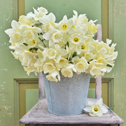 A close-up of a white Mount Hood daffodil bouquet with a ruffled yellow trumpet.