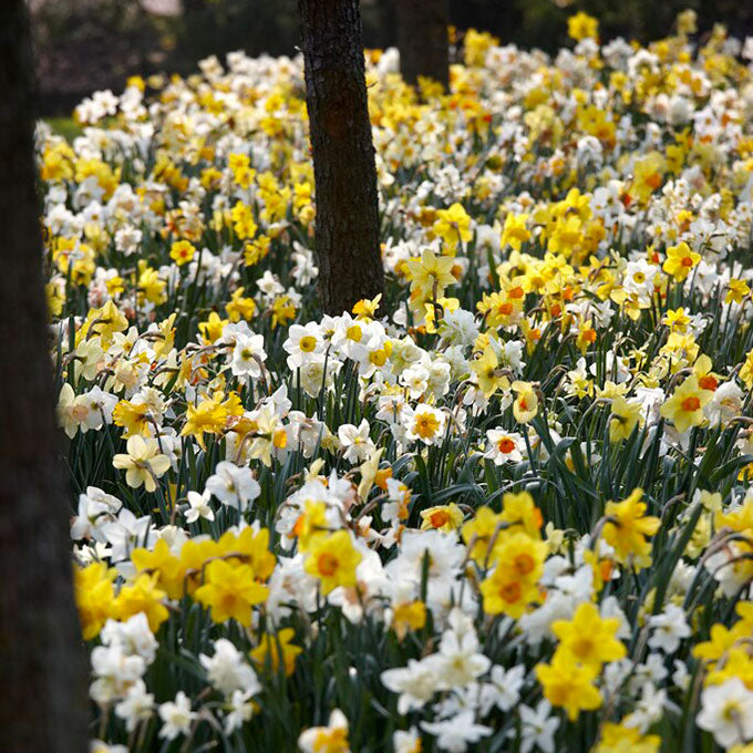 A wall of Naturalizing Mix Daffodils with orange, yellow, and white blooms.