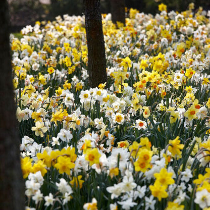A wall of Naturalizing Mix Daffodils with orange, yellow, and white blooms.