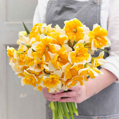 A person holding a bouquet of Orangery daffodil flowers in a garden setting.