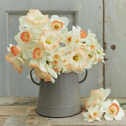 A bouquet of Pastel Charm Mix daffodils in a metal bucket showing it's vibrant colors.