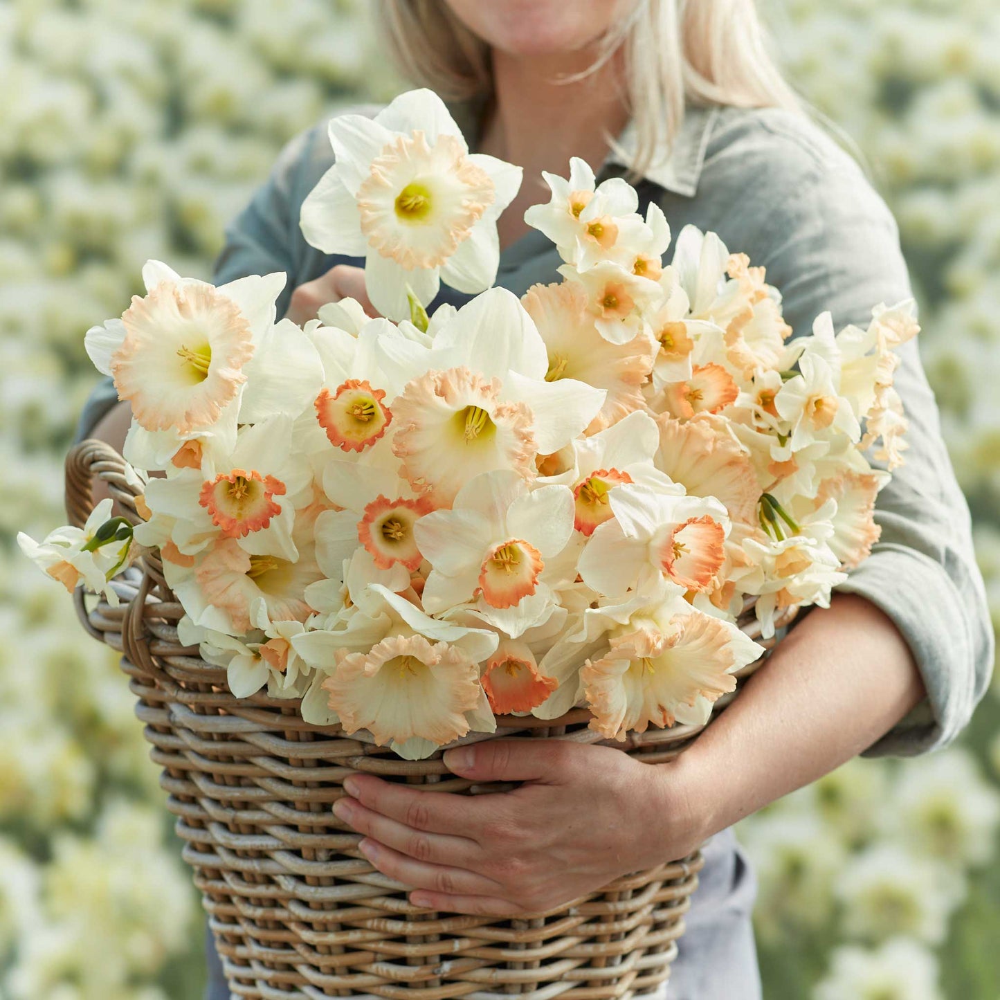 A person holding a basket bouquet of Pastel Charm Mix daffodil flowers in a garden setting.